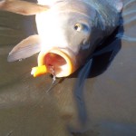 11696586_942203619163328_6223926709436540113_o