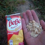 11707941_942204009163289_8279381616413699400_o