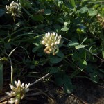 11710001_942204865829870_4583952830838897221_o