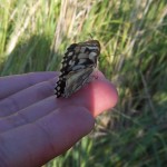 11731725_942202755830081_8694837970556620897_o