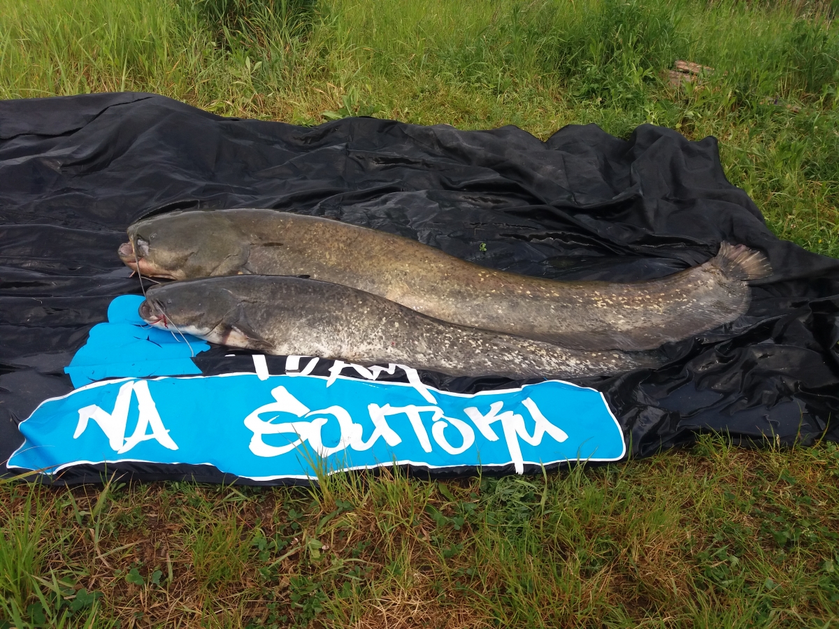 NASOUTOKU TEAM to se sumci umí!