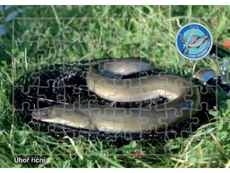 Puzzle Úhoř říční