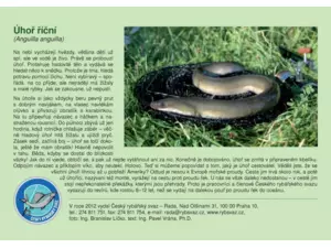 Puzzle Úhoř říční