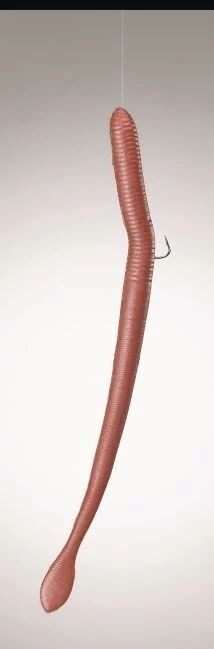 Rousnice Berkley Gulp! Alive 8cm - 10ks