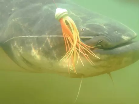 BLACK CAT Clonk Teaser VÝPRODEJ!