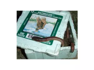 Rousnice - živá nástraha krabička 12ks polystyren