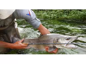 HANÁK Competition Alpen Nymph 4v1 290 / 305 / 320 / 335 cm # 5 VÝPRODEJ