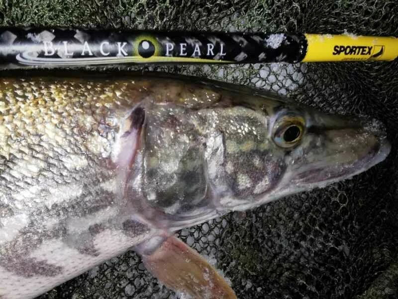 SPORTEX přívlačový prut Black Pearl GT-3 2-díl