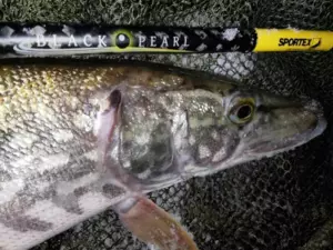 SPORTEX přívlačový prut Black Pearl GT-3 2-díl