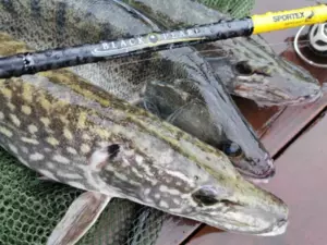 SPORTEX přívlačový prut Black Pearl GT-3 2-díl