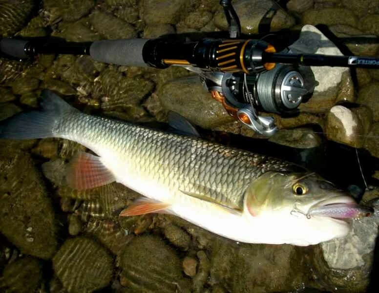 SPORTEX přívlačový prut Black Arrow G2