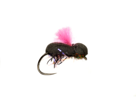 PROCTER'S  Beetle Pink