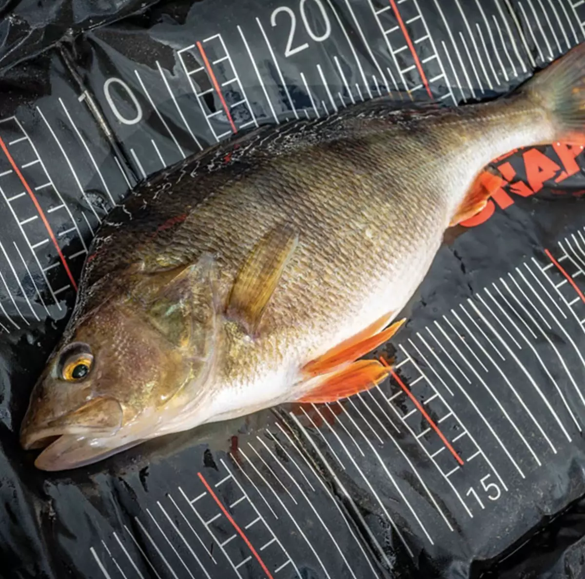 Kolpo Vette Di Ricambio In Carbonio Per Canne Da Pesca - Foto 4