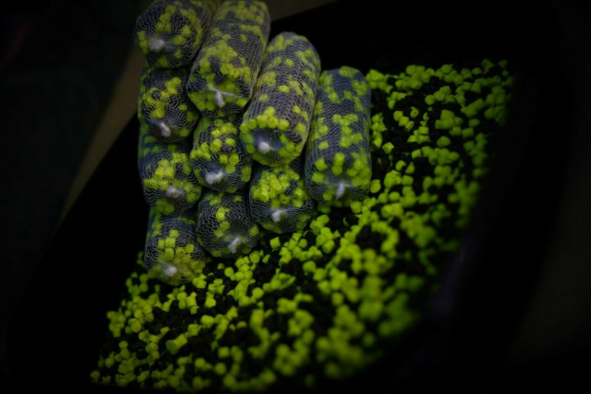 LK Baits Duo X-Tra Pellets Nutric Acid/Pineapple