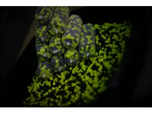 LK Baits Duo X-Tra Pellets Nutric Acid/Pineapple