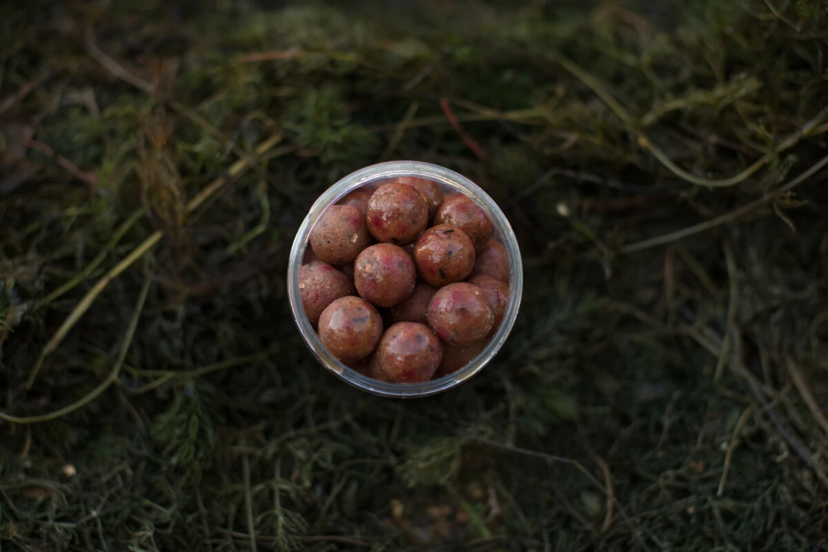 LK Baits Fresh Boilie Restart Mussel