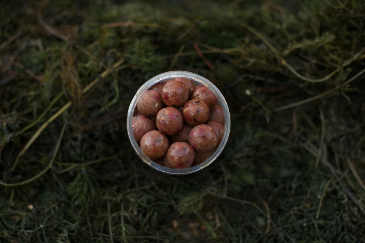 LK Baits Fresh Boilie Restart Mussel