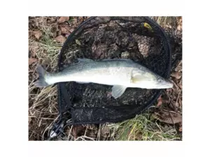 Fencl přívlačový podběrák PREDATOR s pogumovanou sítí VÝPRODEJ