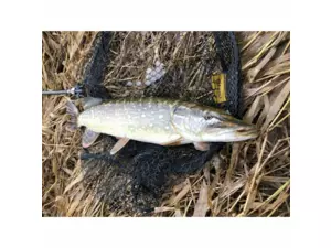 Fencl přívlačový podběrák PREDATOR s pogumovanou sítí VÝPRODEJ