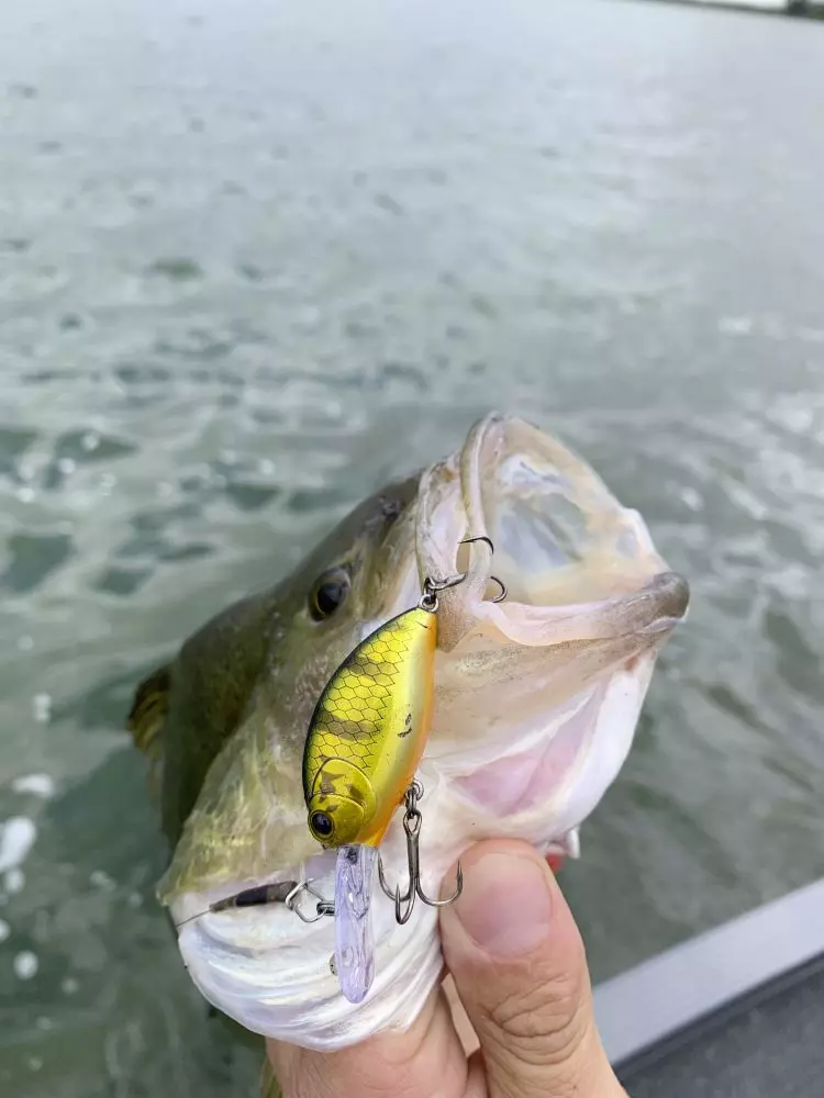 QUANTUM 10G 6,5CM HOT PERCH FAT MINNOW SR VÝPRODEJ