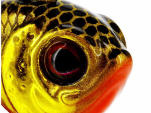 Westin DropBite Tungsten Spin Tail Gold Rush 1,6cm 7g
