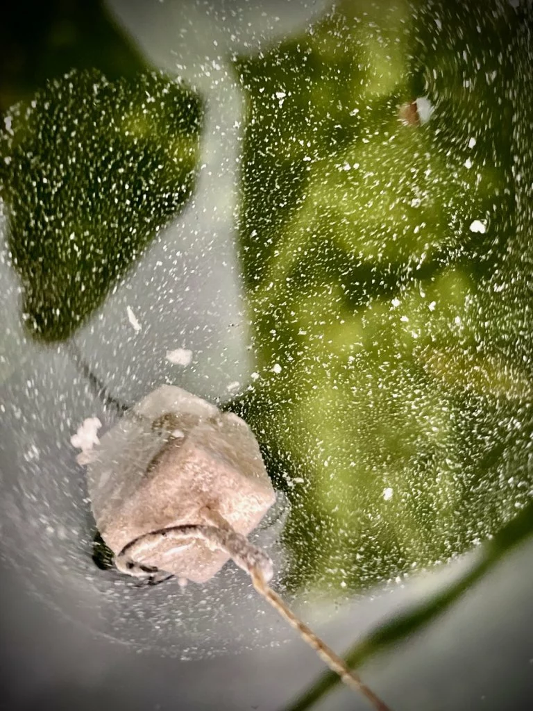 LK Baits CUC! Speciál Carp Jeseter CheeseFish 100g