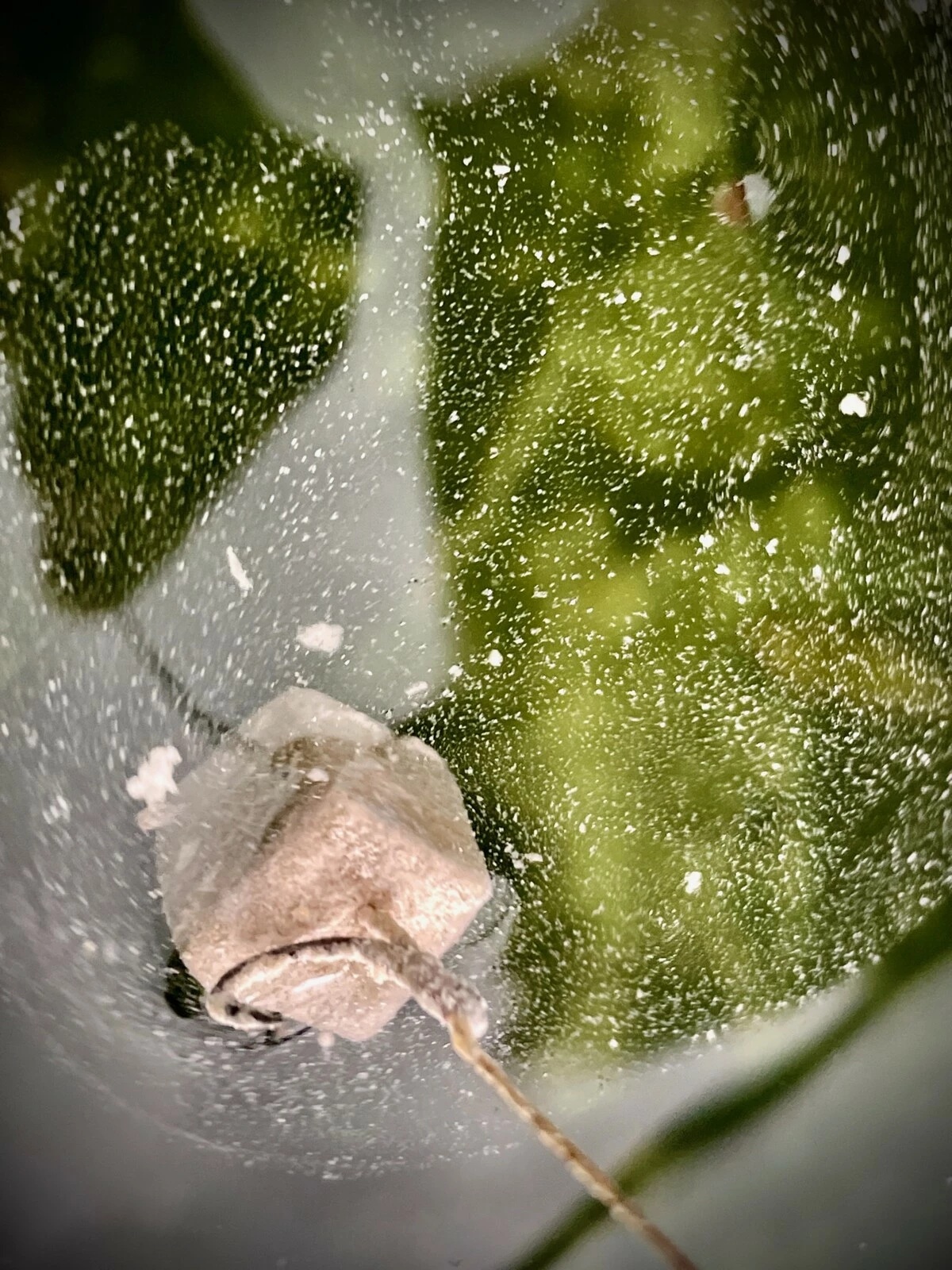 LK Baits CUC! Speciál Carp Jeseter CheeseFish 100g