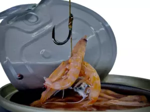 LK Baits Natur Canned Shrimps 100g