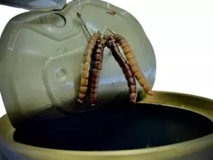 LK Baits Natur Canned Mealworms 35g