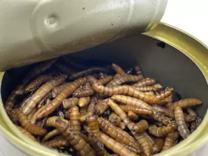 LK Baits Natur Canned Mealworms 35g