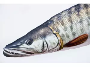 GABY polštář Štika muskalunga  80 cm