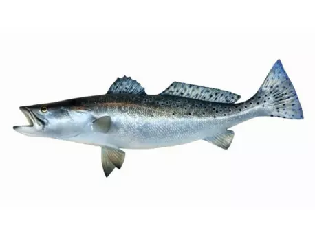 becare Polštář Candát Obecný