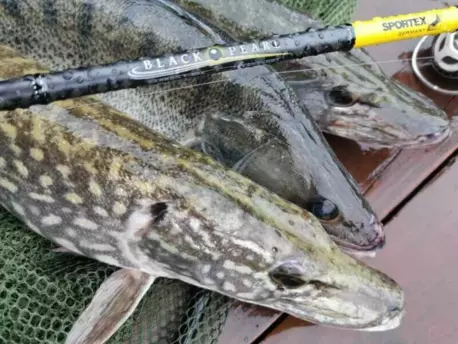 SPORTEX přívlačový prut Black Pearl GT-3 2-díl 240cm / 10g VÝPRODEJ