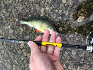 SPORTEX přívlačový prut Black Pearl GT-3 2-díl 240cm / 10g VÝPRODEJ