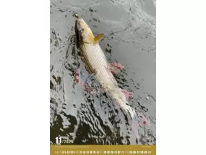 Nástěnný rybářský kalendář na rok 2024