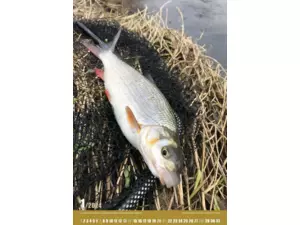 Nástěnný rybářský kalendář na rok 2024