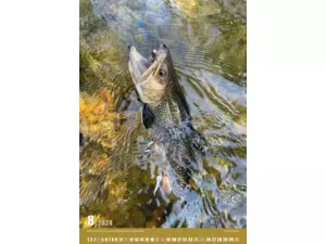 Nástěnný rybářský kalendář na rok 2024