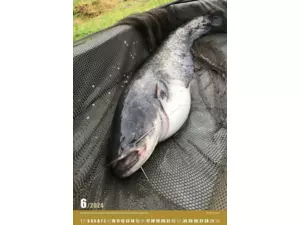 Nástěnný rybářský kalendář na rok 2024