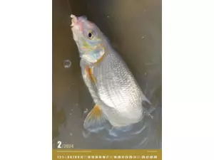 Nástěnný rybářský kalendář na rok 2024