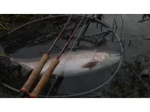 Wychwood muškařský prut Truefly MF (MediumFastAction) 9ft #5