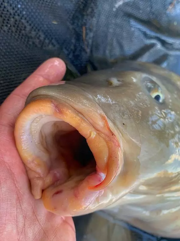 Sportcarp antiseptický sprej Carp Clinic 30 ml