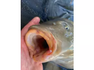 Sportcarp antiseptický sprej Carp Clinic 30 ml