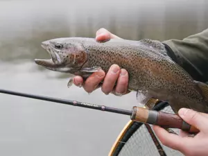 Delphin TROUTERA SoftLURE