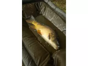 Fox Podložka Carpmaster Welded Cradle