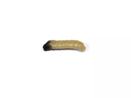 Revol Baits nástraha Caddis Larva 20mm příchuť sýr-česnek, barva světle béžová 10ks