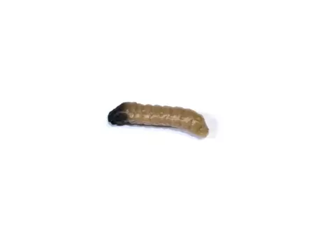 Revol Baits nástraha Caddis Larva 20mm příchuť krevetka, barva tmavě béžová 10ks