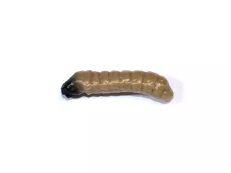 Revol Baits nástraha Caddis Larva 30mm příchuť krevetka, barva tmavě béžová 10ks