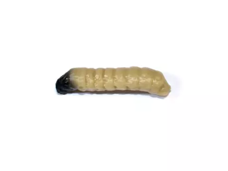 Revol Baits nástraha Caddis Larva 30mm příchuť krevetka, barva světle béžová 10ks