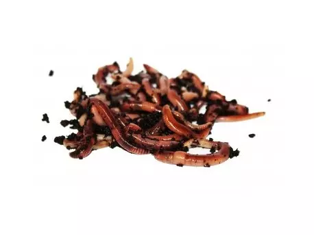 Žížaly - krabička