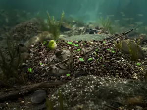 Pellet box Delphin Reaxe READY&GO